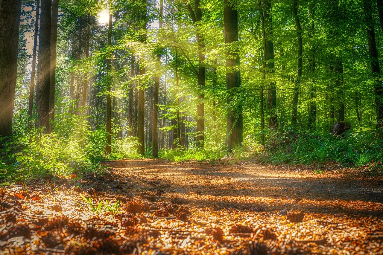 Umzug Steinbeck (Bispingen)